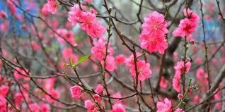 Đón Tết Tân Sửu !